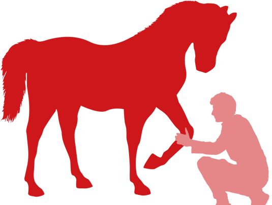 Cosmetics - Stallion (1000x419)