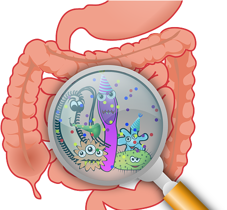 Best Probiotic Supplement For General Digestive Health - Bacterias Gastrointestinal (494x417)