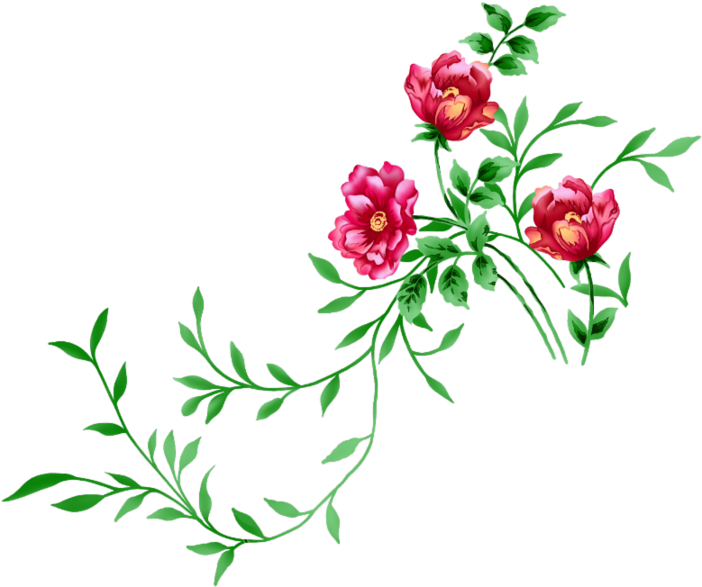 Null - Common Peony (800x682)