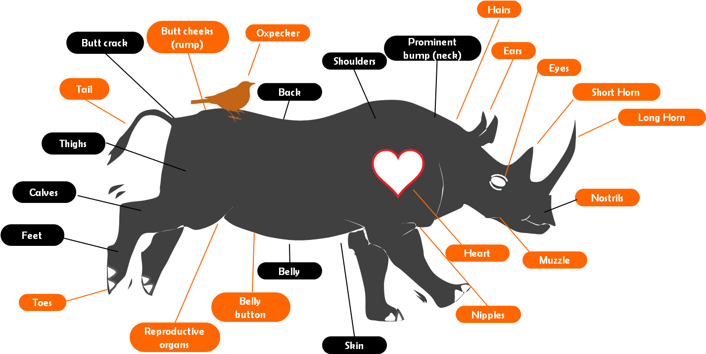 Make - Rhino Body Parts (1540x876)