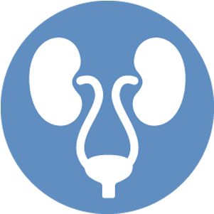 Urethritis - Illustration (500x334)