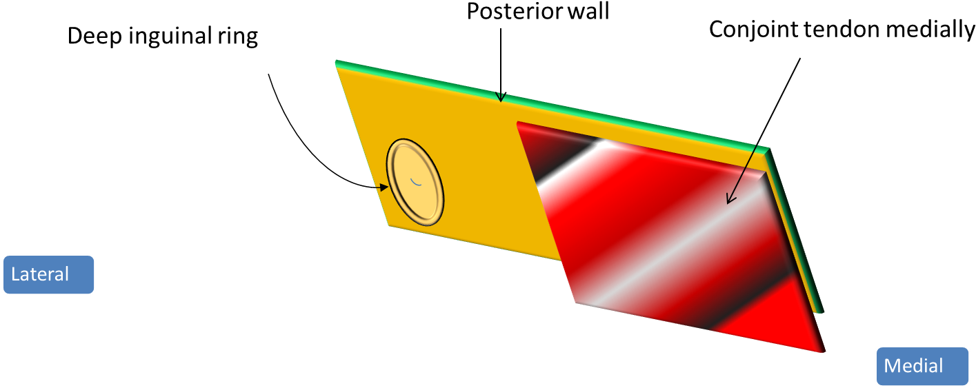 Surgical Anatomy Of Canal World Surgery Forum - Flap Valve Mechanism Of Inguinal Canal (1442x588)
