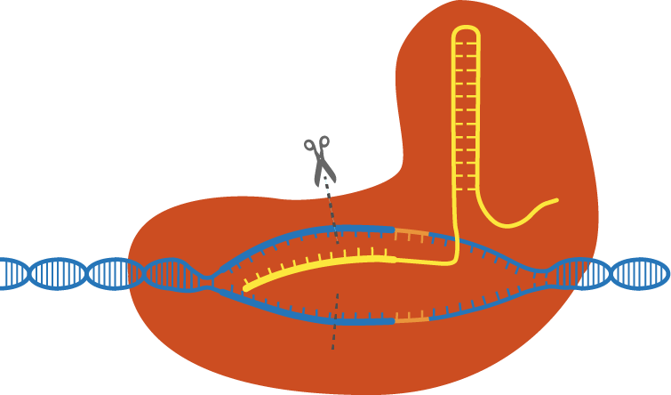 Crispr Is One Of The Biggest Science Stories Of The - Diagram (755x444)