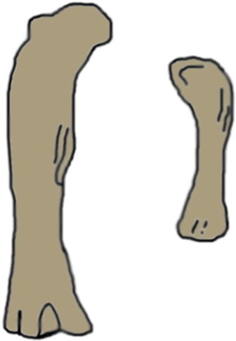 Illustrations Of The Femur And Humerus, To Scale - Aegyptosaurus Fossil (440x560)