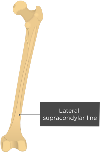 Lateral Supracondylar Line - Lateral Supracondylar Line Of Femur (619x550)