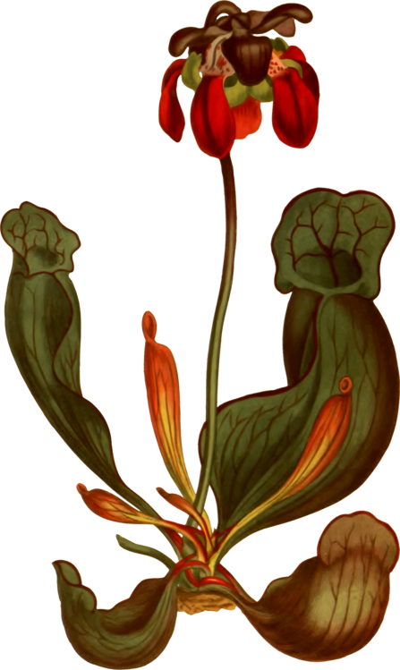 Flowering Plant Purple Pitcher Plant Botany Carnivorous - Flowering Plant Purple Pitcher Plant Botany Carnivorous (447x749)