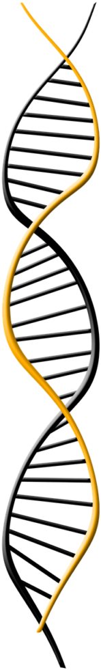 These Sickle Shaped Cells Can Get Stuck In Blood Cells, - Genomic Dna (682x1024)