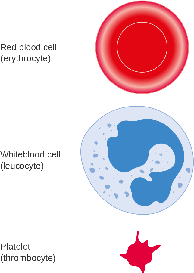Diagram Of Three Different Types Of Blood Cell Cruk - Diagram Of Three Different Types Of Blood Cell Cruk (721x1024)