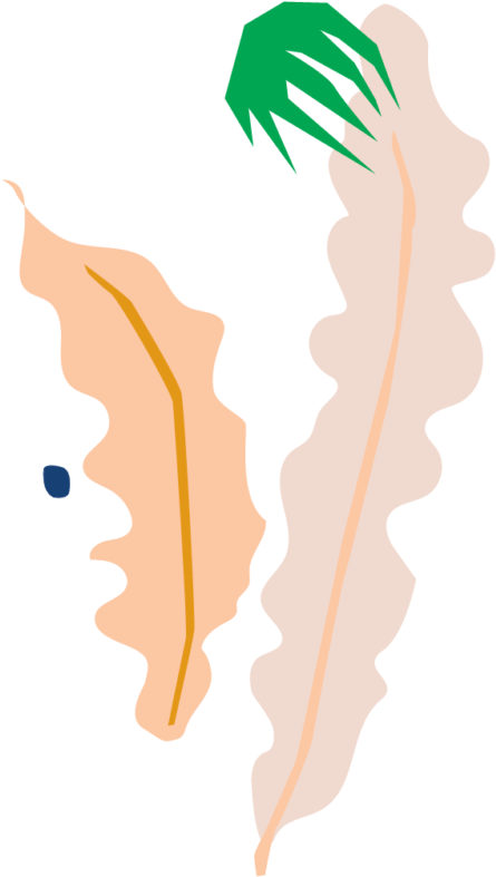 Bird Of Paradise - Illustration (753x1024)