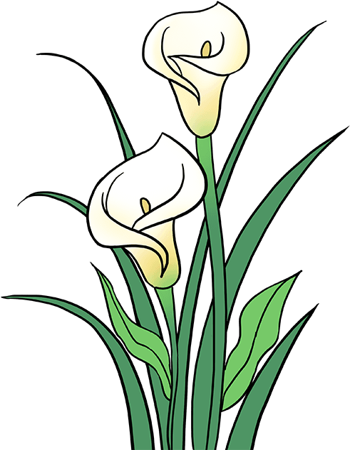 680 X 678 2 - Draw Calla Lilies (680x678)
