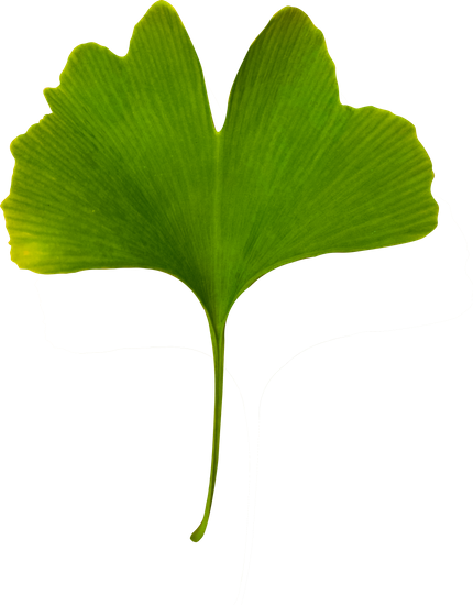 Ginkgo Biloba Isolated - Maidenhair Tree (430x550)