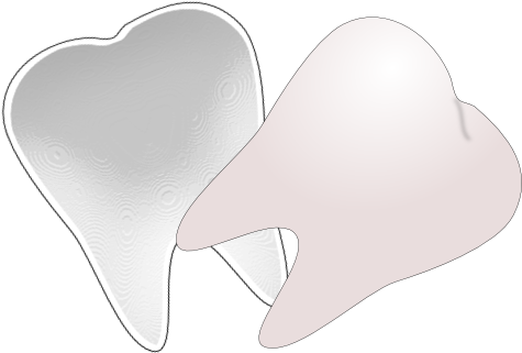 Tooth Cut In Half Clipart - Tooth Clip Art (512x408)