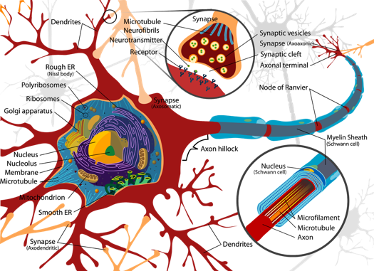 We Can Control The Biochemistry Of Our Brains - Neuron Cell Membrane (525x381)