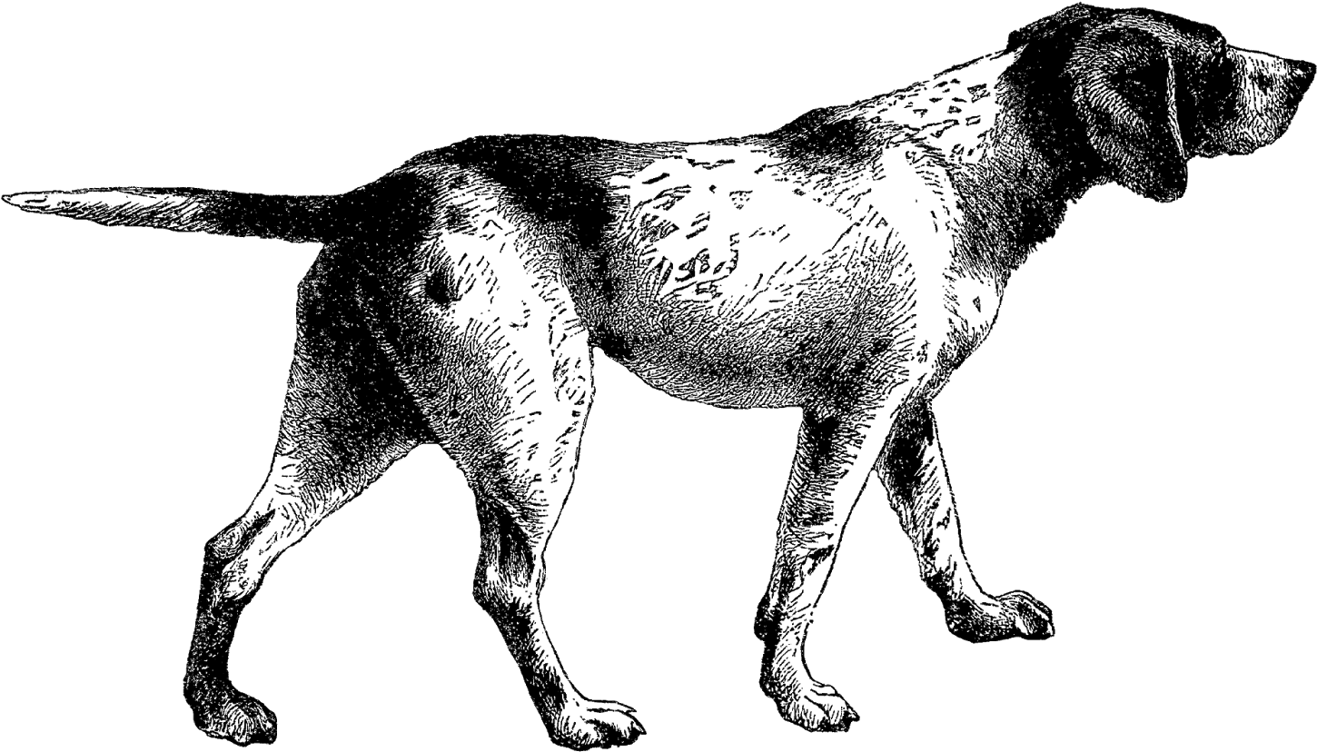 Digital Stamp Design Pointer Dog Digital Vintage Clip - Vintage Animal Illustration Png (1600x966)