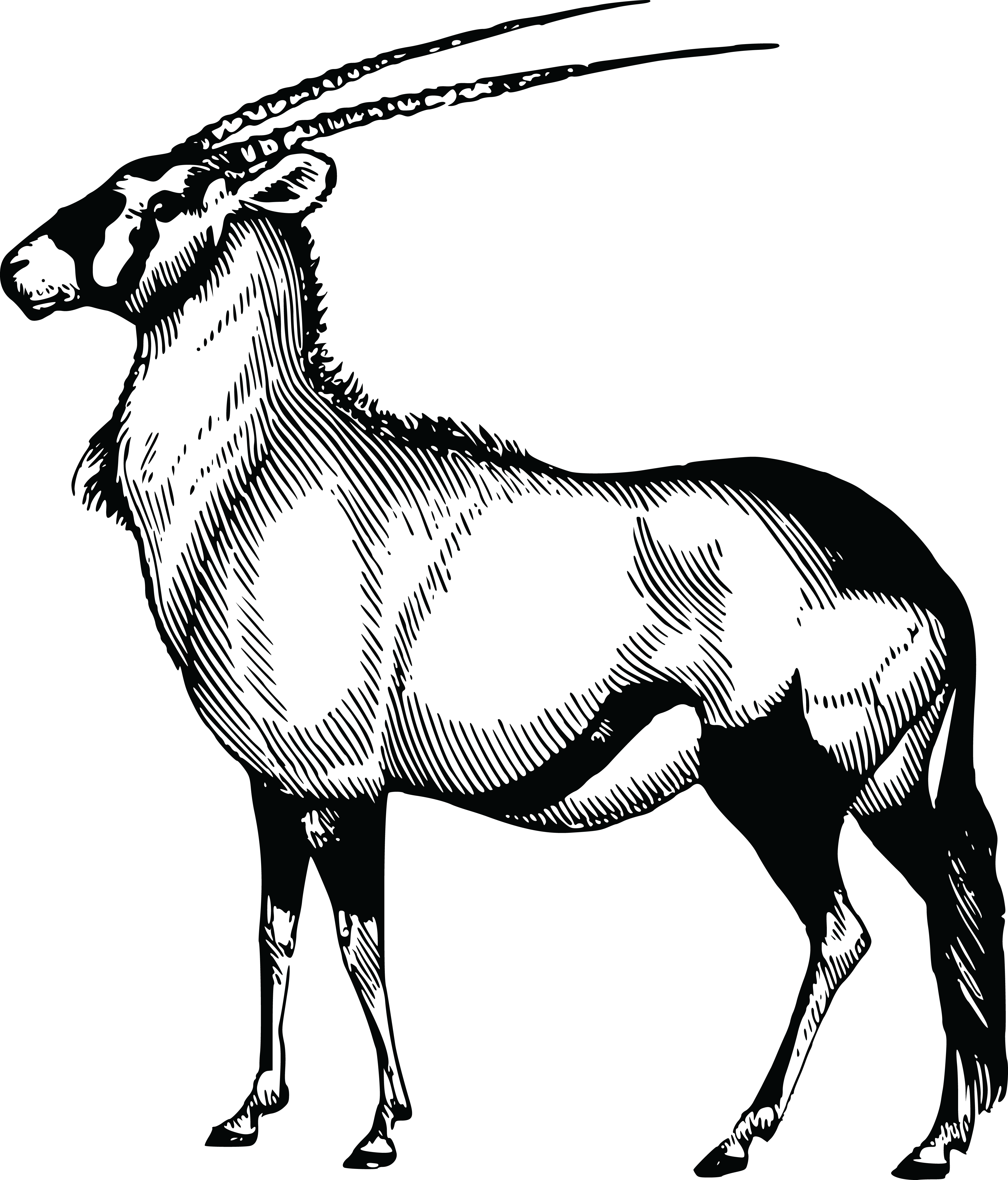 Free Clipart Of A Gazelle - Oryx Drawing (4000x4683)