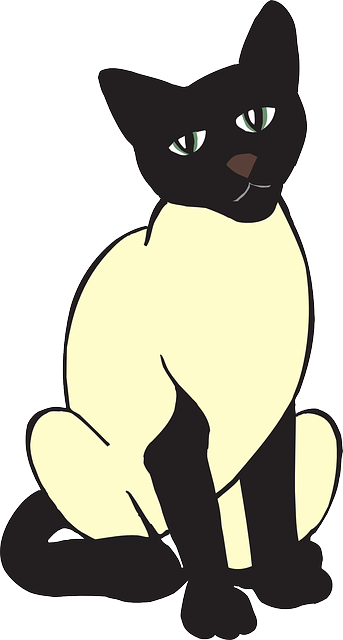 Breed Cat, Pet, Animal, Staring, Siamese, Breed - Siamese Cat Clipart (343x640)