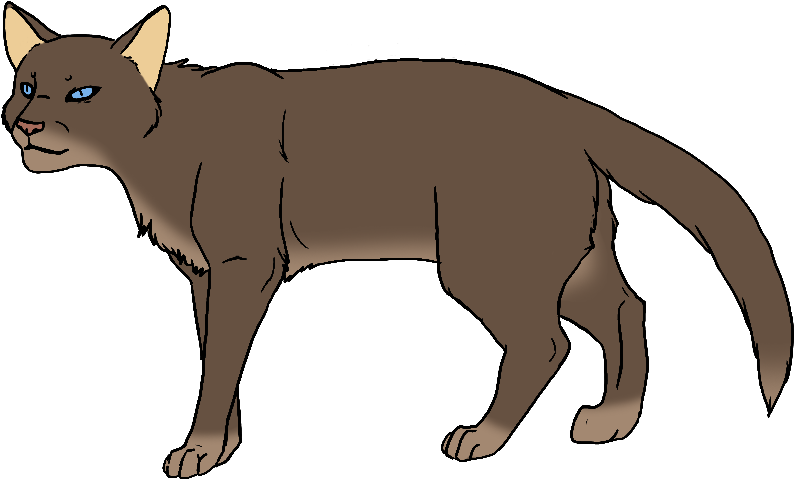 Dull Brown And White Tabby Tom With Blue Eyes And White - Cat (900x652)