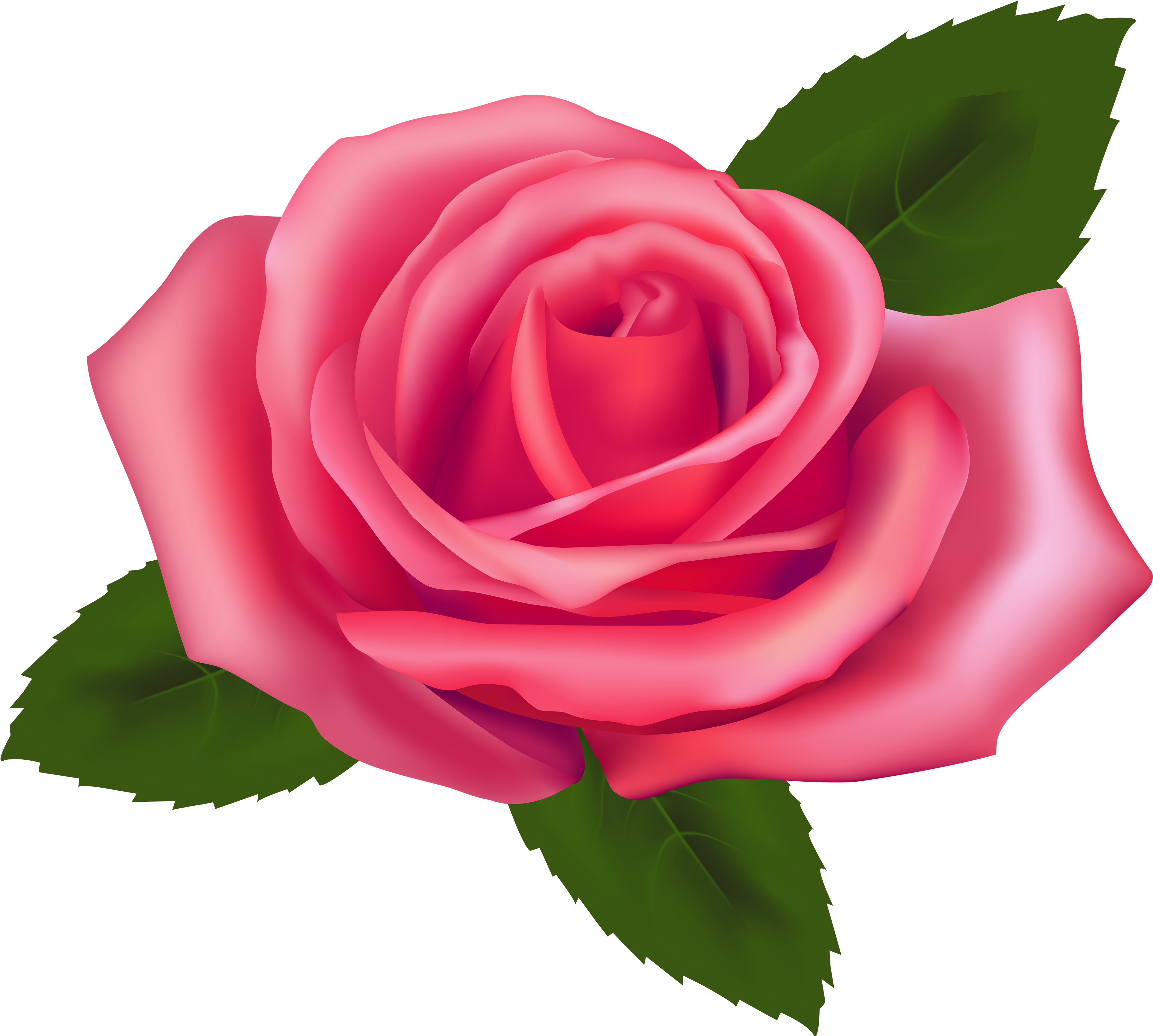 Beautiful Pink Rose Png Clipart - Rose Clip Art Png (4000x3558)