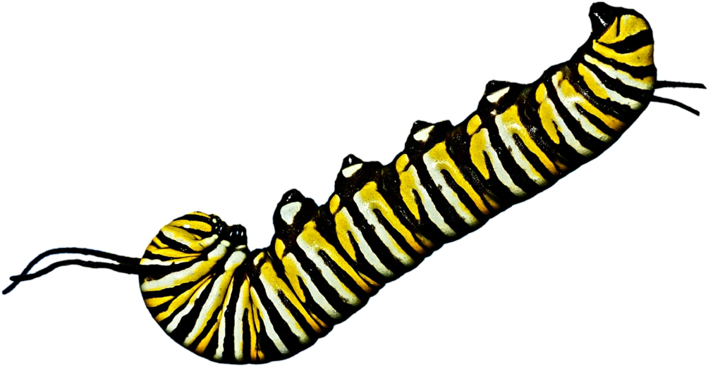 Curious Caterpillar By Jeanicebartzen27 - Curious Caterpillar By Jeanicebartzen27 (1024x538)