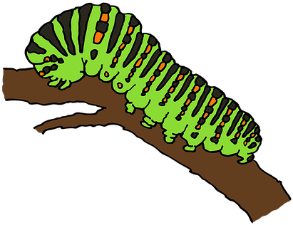 Caterpillar, Butterfly, Stage - Animasi Gambar Ulat (426x340)