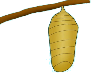 The Caterpillar, The Cocoon, Or The Butterfly To Access - Caterpillar Cocoon Clipart (412x323)