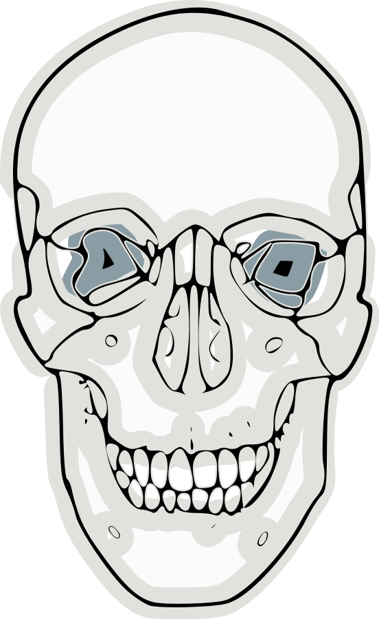 Digitalized Human Skull Clipart, Vector Clip Art Online, - Skull (552x900)