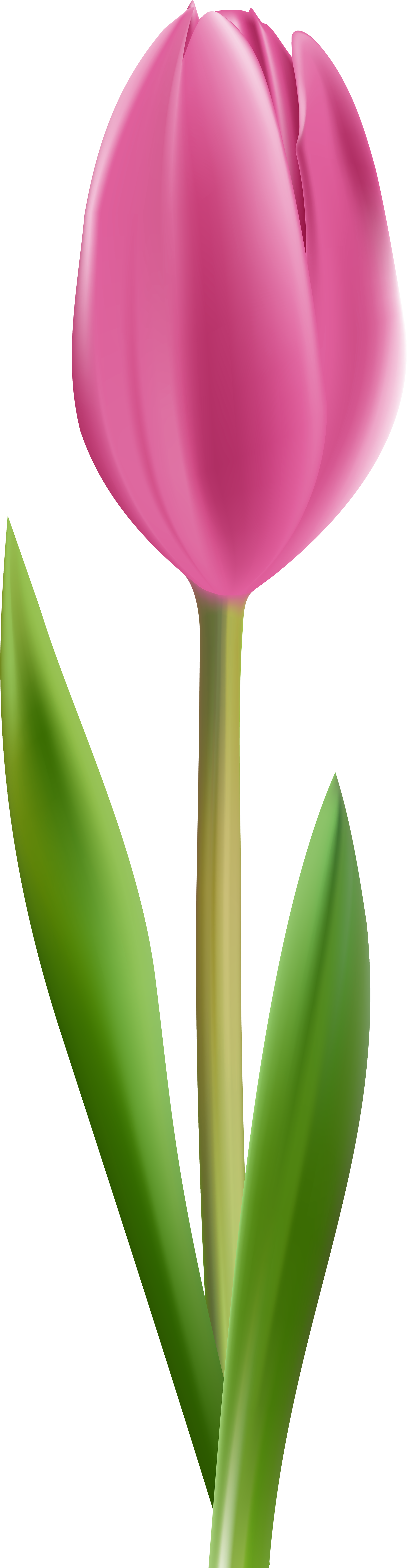 Tulipa Gesneriana Cut Flowers Pink Flowers Clip Art - Tulipa Gesneriana Cut Flowers Pink Flowers Clip Art (2259x8000)