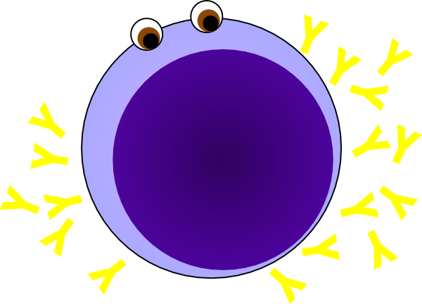 Cartoon B Cell Clip Art At Clker - B Lymphocytes Png (600x432)