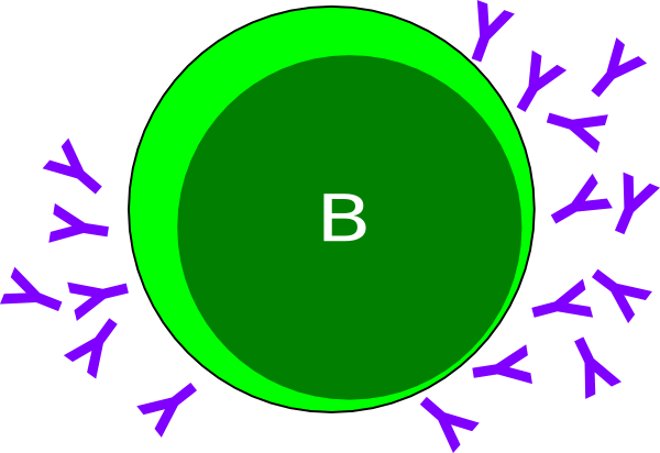 B Cells Clipart (600x412)