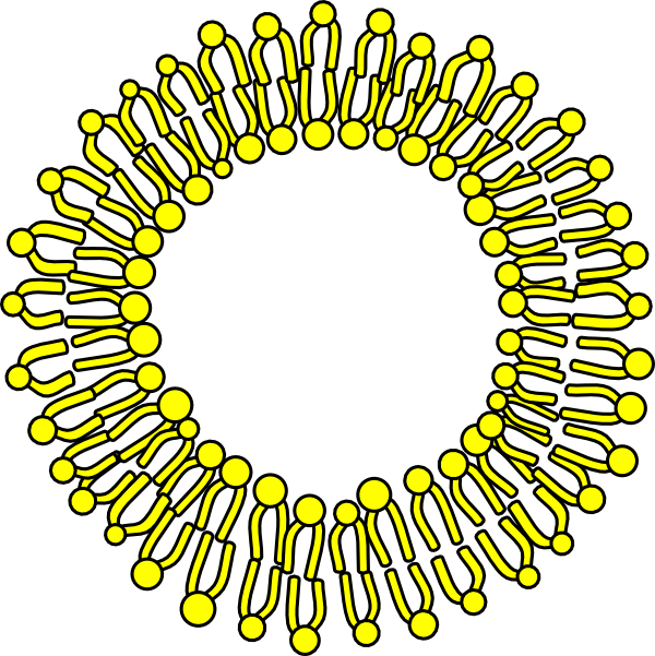 Membrane Clipart (600x601)