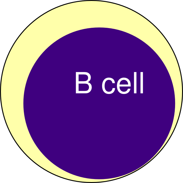 B Cell Clip Art - T Lymphocyte Clip Art (600x600)