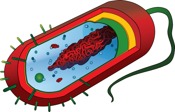 Prokaryotic Cell Diagram Unlabeled (2000x1628)