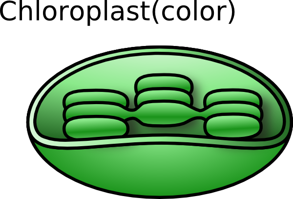 Animal Cell Unlabeled - Chloroplast Clip Art (800x545)