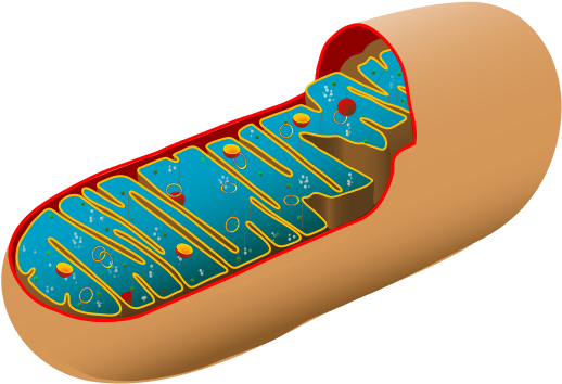 Unlabeled Cell - Structure Of Mitochondria And Function (2000x1278)