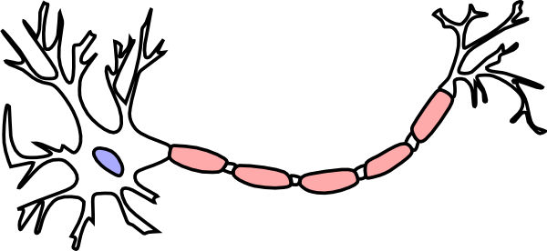 Anatomy Of A Neuron (600x276)