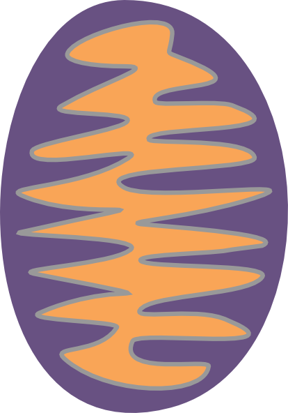 Mitochondria Clip Art - Clip Art Mitochondria (414x592)