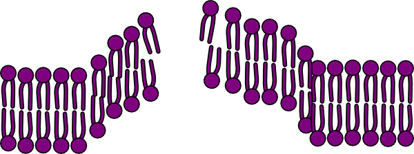 Cell Membrane Endocytosis Broken Clip Art - Broken Cell Membrane (600x224)