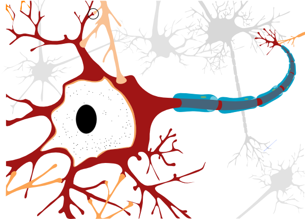 Marfan Syndrome Nervous System (600x430)