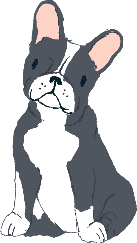 Boston Terrier Black White - Boston Terrier (811x811)