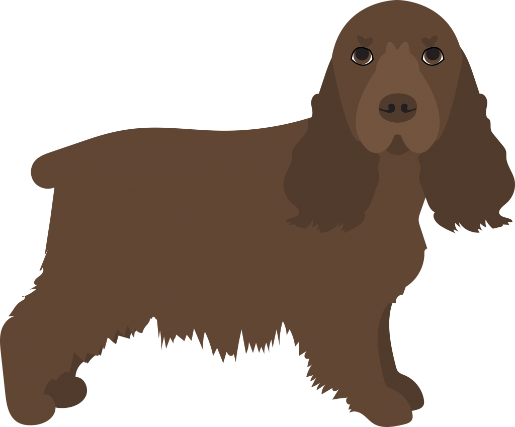 The Golden-iiver Coated Sussex Is The Rarest Of The - English Cocker Spaniel (1024x849)