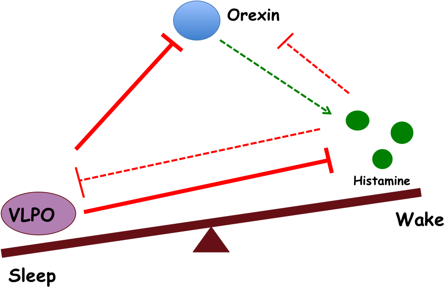 In This State, Vlpo Inhibits The Wake Signals And The - Flip Flop Sleep Model (929x597)