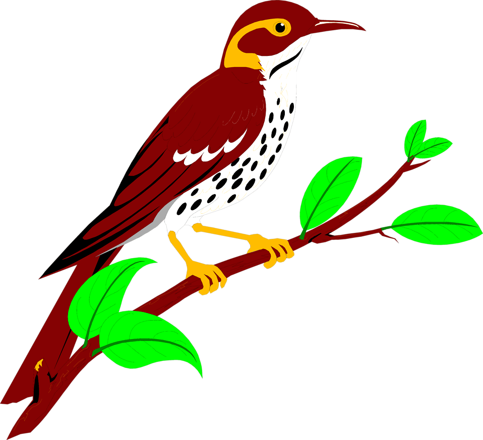 Thrush Bird Clip Art - Animated Bird (958x873)
