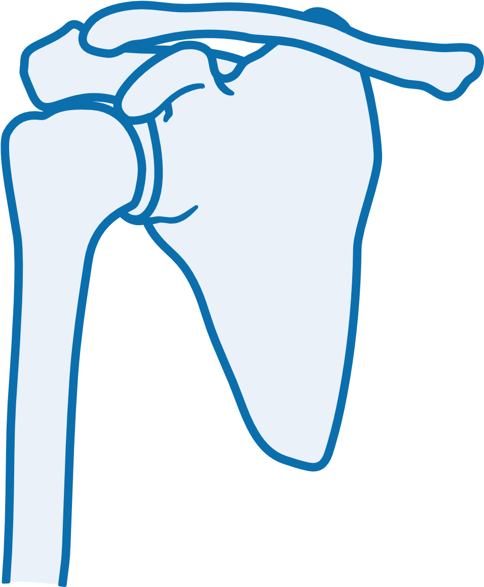 A Shoulder Joint Which Can Have Orthopaedic Testing - Shoulder Joint Icon (1017x1205)