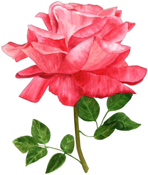 Watercolor Flowers Png Transparent Clipart , Png Download - Watercolor Flowers Png Transparent Clipart , Png Download (508x600)