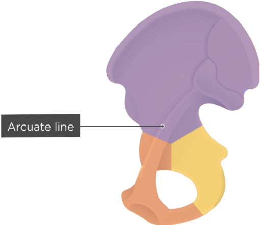 1 - Auricular Surface Of Pelvis (770x440)