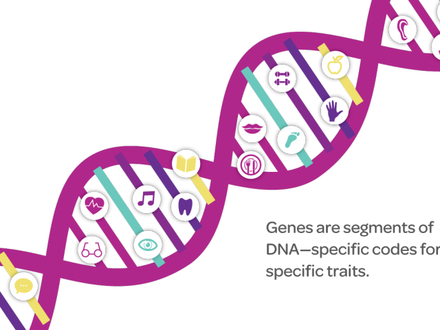 Twins Clipart Genetic Trait - Twins Clipart Genetic Trait (640x480)