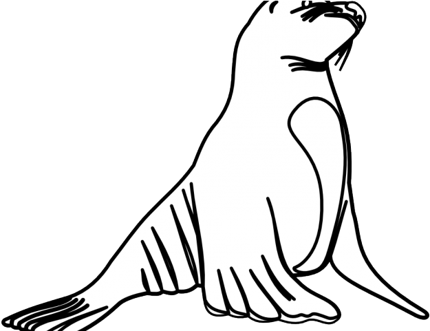 Leopard Seal Clipart Transparent - Drawing Of Guadalupe Fur Seal (640x480)