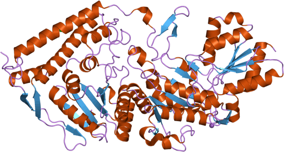 Pyruvate Dehydrogenase Beta - Branched Chain Amino Acid Dehydrogenase Enzyme Complex (578x310)