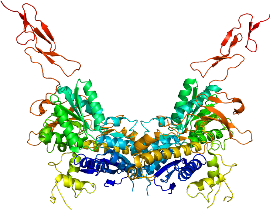 Metabotroper Glutamatrezeptor - Metabotropic Glutamate Receptor Structure Grm6 (938x743)