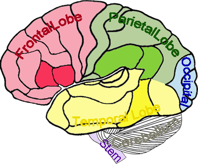 Brain - Part Of The Brain Develops First (400x331)